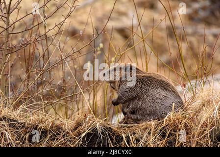 A large beaver, castor canadensis, grooming it’s fur. Putting oil on it to water proof the fur grassy bankon the grassy bank of it’s beaver dam. Stock Photo