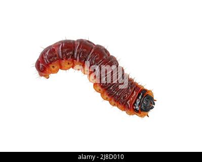 top view of a goat moth caterpillar, Cossus cossus, isolated on white background Stock Photo