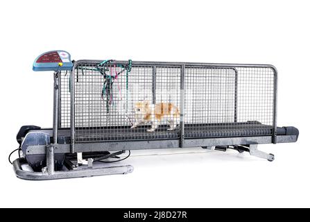 treadmill for dog  in front of white background Stock Photo