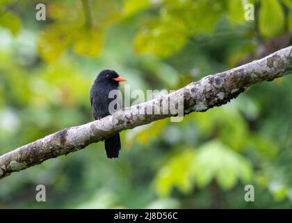 Black-fronted Nunbird perching on a branch on the Yarapa River in the Peruvian Amazon Stock Photo