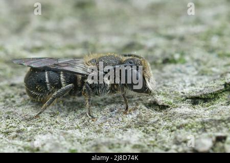 Detailed closeup on a male of the Large-headed Armoured resin bee, Heriades truncorum, sitting on wood in the garden Stock Photo