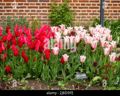 Chenies Manor Garden Tulip 'Apricot Pride', Tulipa 'Isaak Chic',Tulipa 'Ile de France' , planted en masse in the Sunken garden in April. Stock Photo