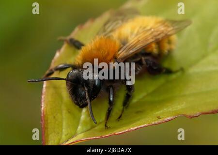 Closeup on a colorful red female Tawny mining bee, Andrena fulva sitting on a green leaf in the field Stock Photo