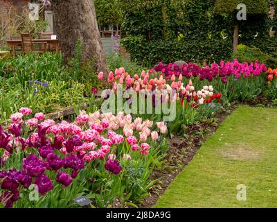 Chenies Manor Sunken Garden. Purple and pink,  red and apricot tulips. Tulipa 'Negrita', Tulipa 'Dior'. Tulipa' Apricot Pride'. Stock Photo