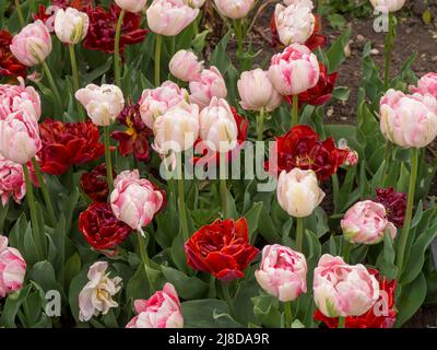 Chenies Manor Garden. Tulipa 'Finola' and Tulipa 'Red Princess'; a beautiful mix of two double tulip varieties in April. Stock Photo