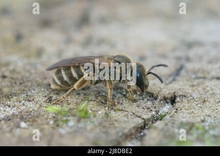 Closeup on a small female Bronze furrow bee, Halictus tumulorum on a piece of wood in the garden Stock Photo