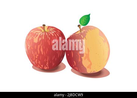 Two large, red apples with a green leaf. Stock Vector