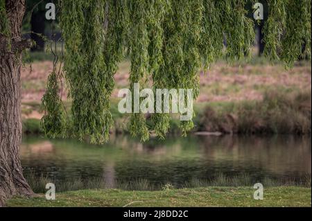 Willow tree overhanging pond Stock Photo