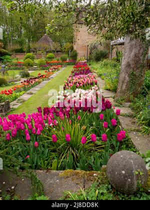 Chenies Manor Garden.Portrait view of Sunken garden with tulip varieties in pink, purple, red; orange;  the Tudor well house and pavilion brickwork.. Stock Photo