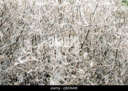 Nesting white ermine moth caterpillars have enveloped a tree in a silk web to create a safe cocoon against predators. London Royal Park Stock Photo