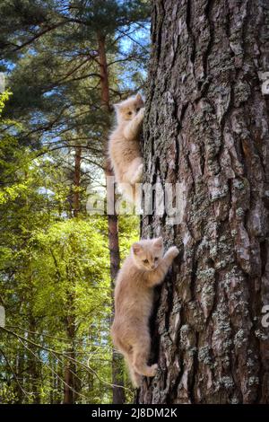 Two ginger kittens on a tree trunk Stock Photo