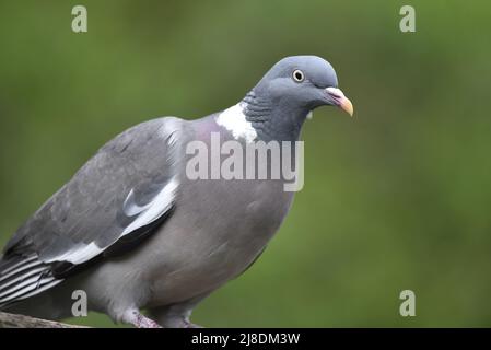 Right-Profile Close-Up Image of a Common Woodpigeon (Columba palumbus) to Left of Image Looking to Right against a Green Background in the UK in May Stock Photo