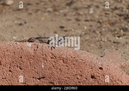 Western fence lizard , Sceloporus occidentalis, Southern California Garden Stock Photo