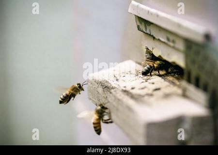 Bees (Apis mellifica) flies into the hive. Close up view. Stock Photo