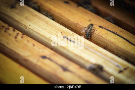 A bee on a wooden frame in a hive. Close up view. Stock Photo