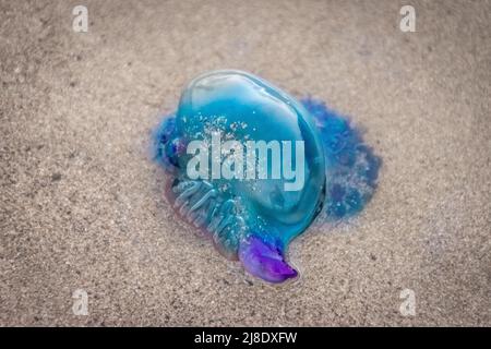 Colorful Portuguese man-o-war jellyfish on the sand beach of Famara in Lanzarote. Atlantic Ocean fauna. Canary Islands, Spain. Stock Photo
