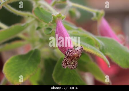 Pink flower Kohleria amabilis or tree gloxinia Stock Photo