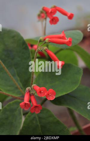 Spotted red-yellow Kohleria amabilis or tree gloxinia Stock Photo