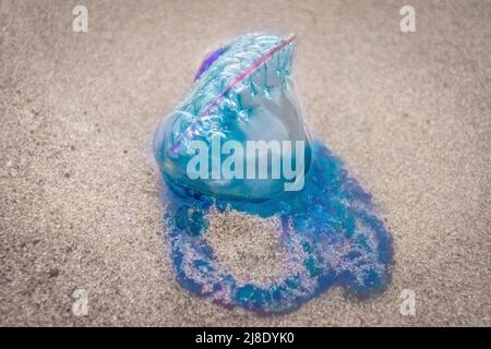 Colorful Portuguese man-o-war jellyfish on the sand beach of Famara in Lanzarote. Atlantic Ocean fauna. Canary Islands, Spain. Stock Photo