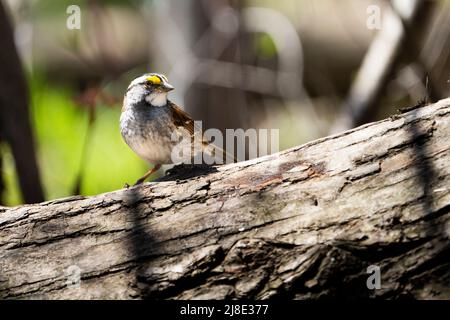 White-throated sparrow foraging for food on the forest floor. Stock Photo