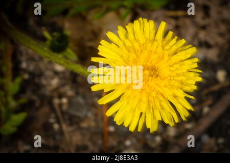 Yellow dandelion in the field in spring Stock Photo