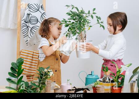 Serious girls watering a potted plant together, using a jug, looking at it. Next to other plants, soil and containers on a planting table. Stock Photo