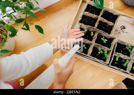 Little girl's hands holding spray bottle, she is sitting on a window sill. She is taking care of plant seedlings. Stock Photo