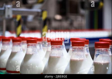 Row of bottles with pasteurized milk on conveyor belt Stock Photo