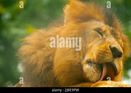 Male lion close up, the biggest African carnivore Stock Photo