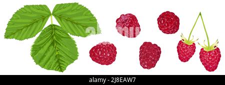 Set of ripe berries and raspberry leaves on a white background Stock Vector