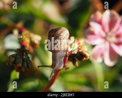 Macro shot of a small snail on pink Lewisia flower buds, with the flowers in the background. Stock Photo