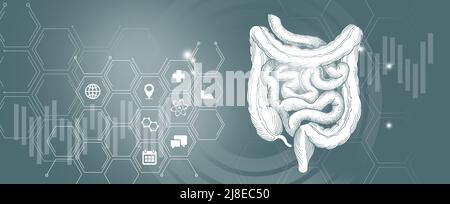 Human internal organ Intestine disease research and recovery. Grey template palette, copy space for text. Stock Photo