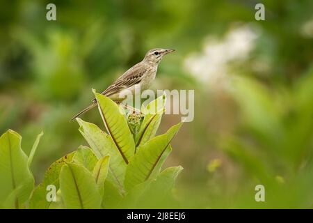 Tawny Pipit - Anthus campestris medium-large passerine bird, breeds in central Palearctic from northwest Africa and Portugal to Central Siberia and In Stock Photo