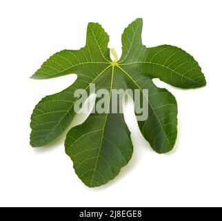 Fig leaf isolated on white background Stock Photo