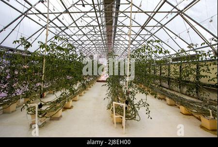 Greenhouse grows vegetables for staff at Chena Hot Springs Resort outside Fairbanks, AK. Tomato plants in greenhouse. Stock Photo