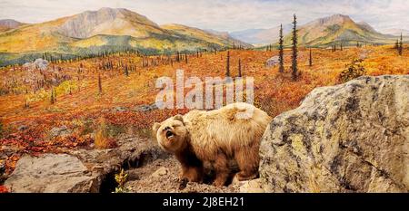 Depiction of light colored grizzly bear in Alaska at the Morris Thompson Cultural & Visitors Center in Fairbanks, AK. Stock Photo