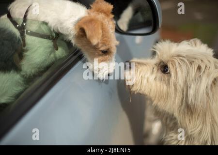 Dogs meet on street. Dog looks out of car window. Animals are friends. Stock Photo