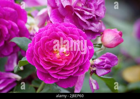 Pink Roses in full bloom Stock Photo