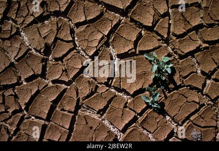 CLOSE-UP OF CRACKED AND DRIED MUD FOLLOWING SEVERE DROUGHT CONDITIONS. CENTRAL AUSTRALIA. Stock Photo