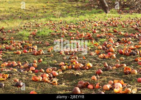 Fallen and rotten apples on the ground Stock Photo