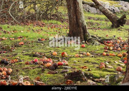 Fallen and rotten apples on the ground Stock Photo