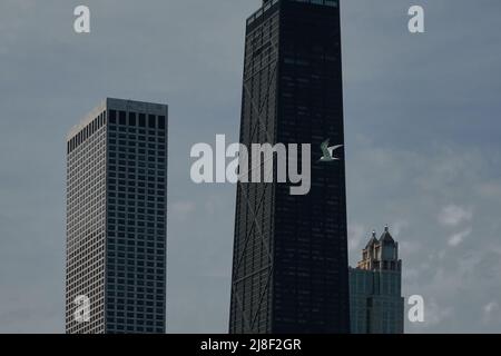 seagull flying overhead with buildings in the background Stock Photo