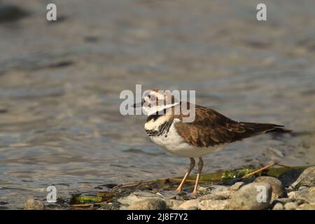 A single Killdeer (Charadrius vociferus) plover shorebird standing on a rocky shore by the water and looking up. Taken in Victoria, BC, Canada. Stock Photo