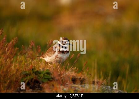 A close up portrait of a single Killdeer (Charadrius vociferus) plover shorebird in long grass. Taken in Victoria, BC, Canada. Stock Photo