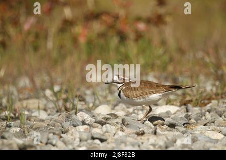A low angle of a single Killdeer (Charadrius vociferus) plover shorebird standing low on the ground on rocks with grass. Taken in Victoria, BC, Canada Stock Photo