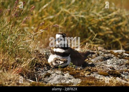 A single adult Killdeer (Charadrius vociferus) plover shorebird and its two babies cuddled up in a rocky patch of grass. Taken in Victoria, BC, Canada Stock Photo