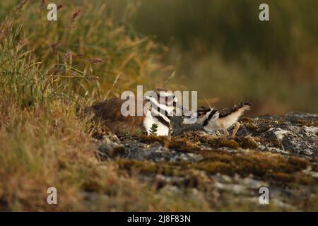 A single adult Killdeer (Charadrius vociferus) plover shorebird and its baby sitting at the nest in a rocky patch of grass. Taken in Victoria, BC, Can Stock Photo