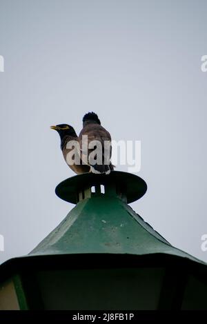 Common myna with yellow beak perched on a modern LED streetlight ...