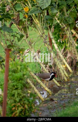 The red-wattled lapwing is an Asian lapwing or large plover, a wader in the family Charadriidae. Like other lapwings they are ground birds that are in Stock Photo