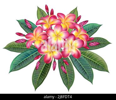 Artistically drawn plumeria branch with green leaves and pink, luxuriantly blooming flowers on white background. Pink plumeria. Stock Vector